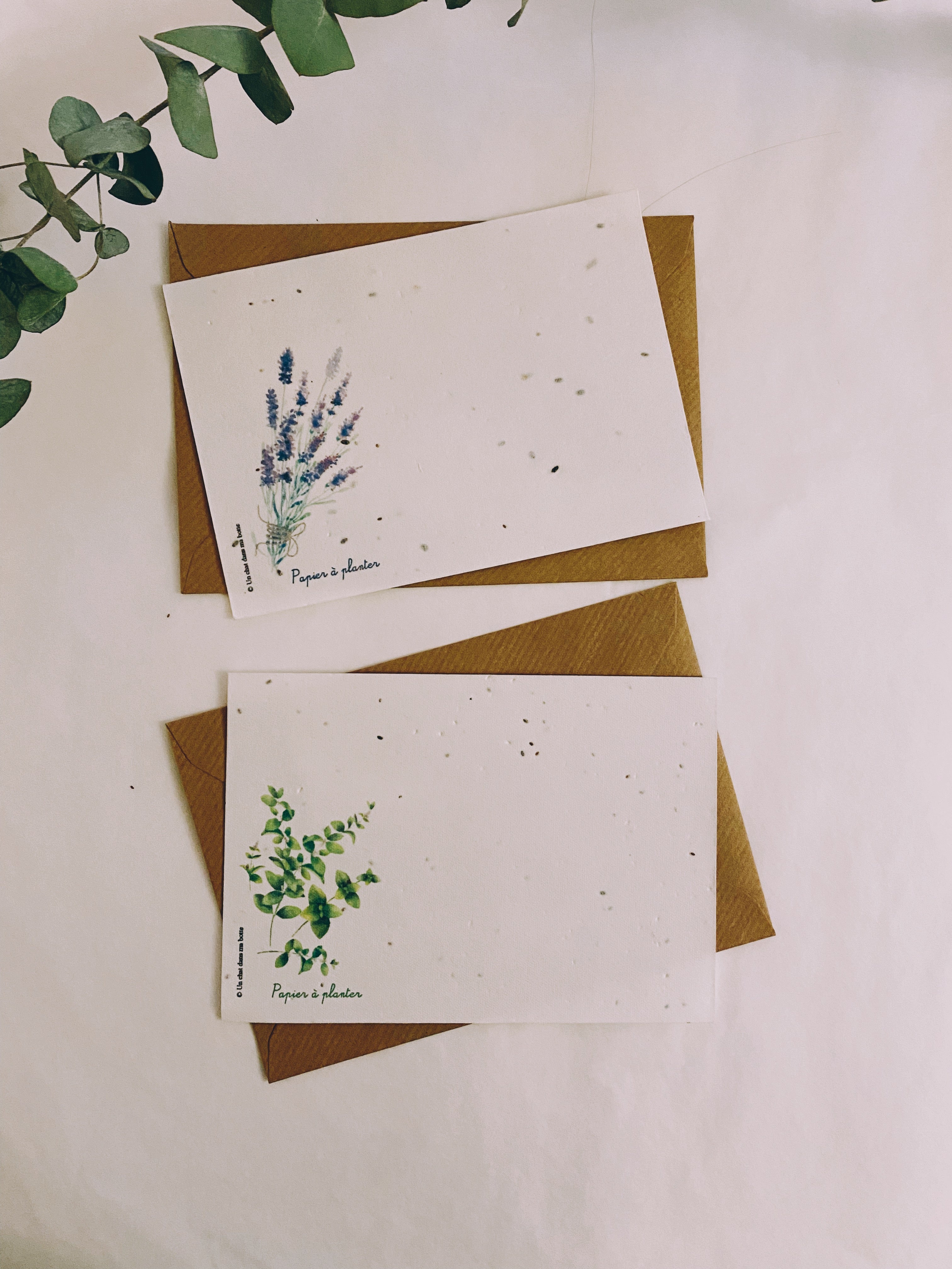 Planting card - planting paper (seeded) mint